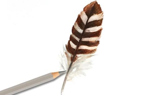 A drawn feather.